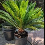 بذر فونیکس بسته 1000 عددی