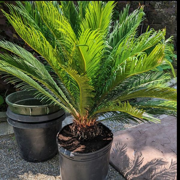 بذر فونیکس بسته 1000 عددی