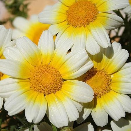 بذر بابونه زینتی بسته 20 عددی