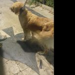 سگ 3 ساله گلدن ماده