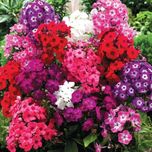 بذر گل فلوکس پاکوتاه الوان بسته 30 عددی