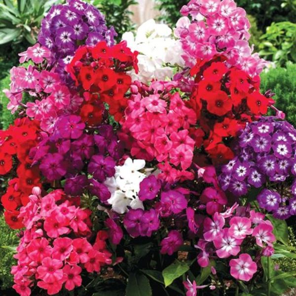 بذر گل فلوکس پاکوتاه الوان بسته 30 عددی