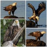 لنز دوربین لایت داو مدل Super Telephoto Zoom 420-800mm MF f8.3~16 مناسب برای دوربین های کانن