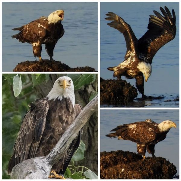 لنز دوربین لایت داو مدل Super Telephoto Zoom 420-800mm MF f8.3~16 مناسب برای دوربین های کانن