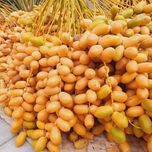 پک 5 کیلویی خارک حاج باقری بوشهر