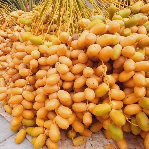 پک 5 کیلویی خارک حاج باقری بوشهر