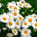 بذر گل مارگریت سفید بسته 100 عددی