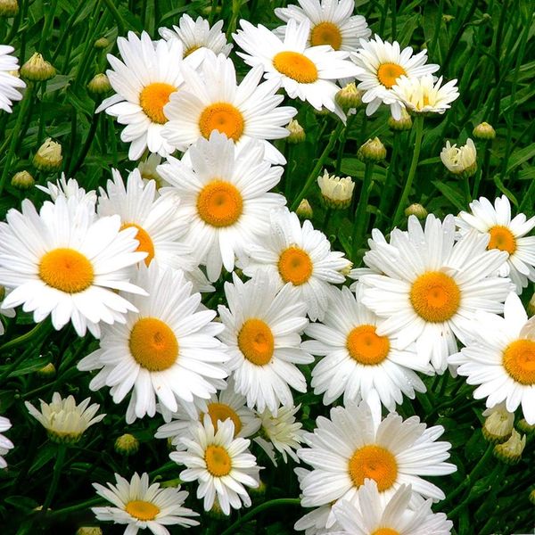 بذر گل مارگریت سفید بسته 100 عددی