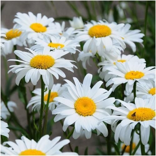 بذر گل مارگریت سفید بسته 100 عددی