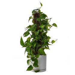 گیاه طبیعی پتوس پایه دار