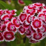 بذر بوقلمون (قرنفل دائمی)بسته 35 عددی