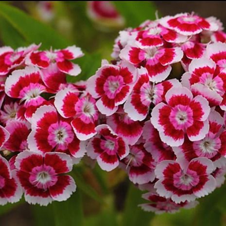 بذر بوقلمون (قرنفل دائمی)بسته 35 عددی