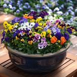 بذر بنفشه الوان بسته 50عددی