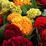 بذر گل تاج خروس چتری الوان 50 عددی