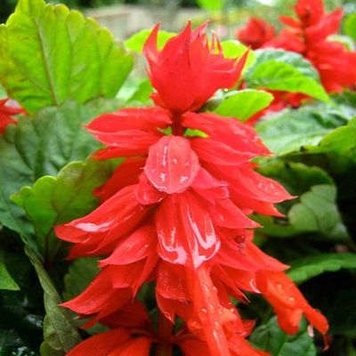 بذر گل سلوی قرمز بسته 20 عددی