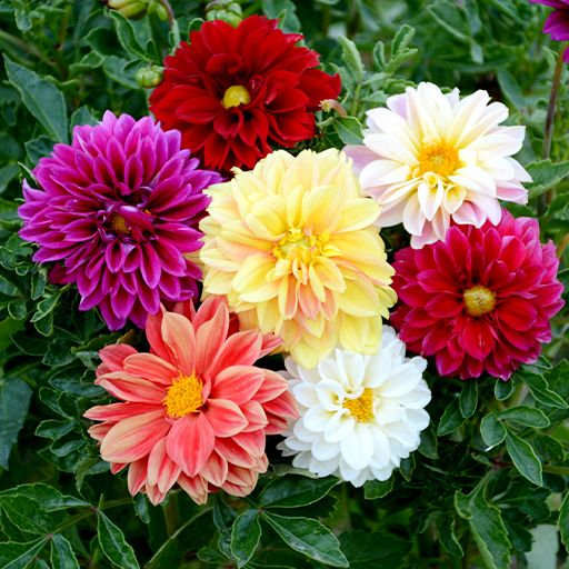 بذر گل کوکب الوان ( پک فروشنده 12 بسته)