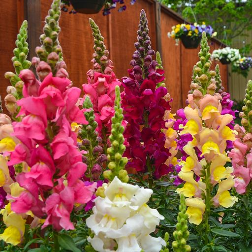 بذر گل میمونی پابلند الوان (پک فروشنده 12 بسته)