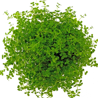 بذر مونت کارلو (چمن آبزی)