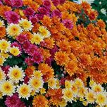 بذر گل داوودی پاکوتاه F1 الوان 50گرم