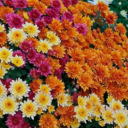 بذر گل داوودی پاکوتاه F1 الوان 50گرم