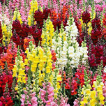 بذر گل میمونی پابلند الوان بسته 100 عددی