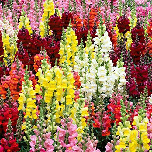 بذر گل میمونی پابلند الوان بسته 100 عددی