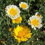 بذر بابونه زینتی بسته 20 عددی