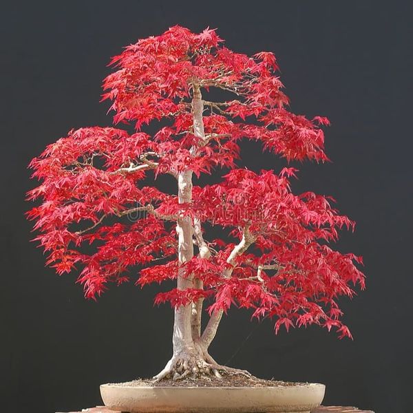 بذر افرا قرمز ژاپنی بسته 100 عددی