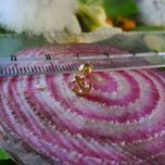 پیرسینگ گوش کد PS320