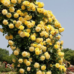 بذر گل رز رونده زرد بسته 6عددی
