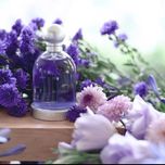 🕷 عطر هالووین Halloween