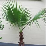 بذر نخل باد بزنی بسته 1000 عددی