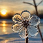 ❄️ گل یخ – Ice Flower