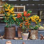 بذر پیرکانتا بسته 5 هزار عددی