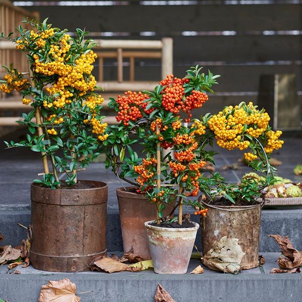 بذر پیرکانتا بسته 5 هزار عددی