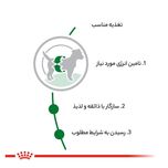 غذای خشک رویال کنین مدل مینی ادالت وزن 2000 گرم
