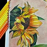 آفتابگردون