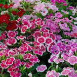 بذر بوقلمون (قرنفل دائمی)بسته 35 عددی