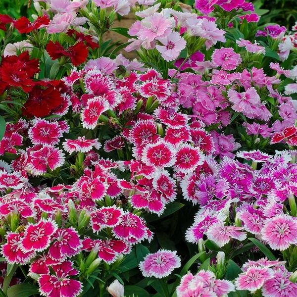 بذر بوقلمون (قرنفل دائمی)بسته 35 عددی