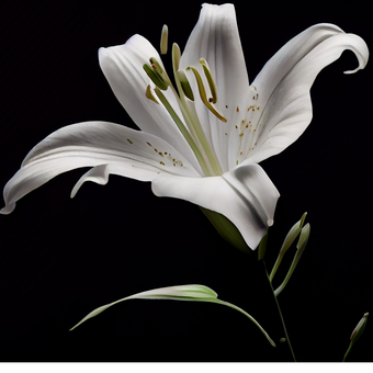 گل (برای سفارش دقیق و شخصی‌سازی تماس بگیرید)