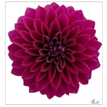 غده کوکب گل درشت 1 کیلوگرمی