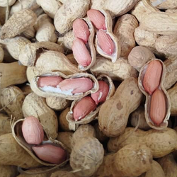 بادام با پوست