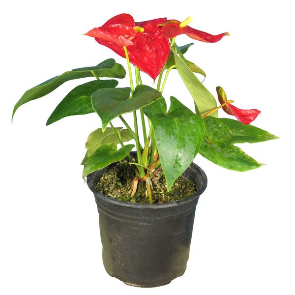 آنتوریوم بزرگ