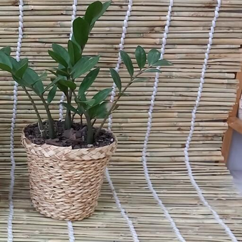 گلدان حصیری سطل 3