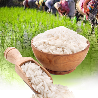 برنج اصل ارگانیک ایرانی (آستانه اشرفی)