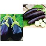 پک بذر بادمجان دلمه‌ای و بادمجان قلمی