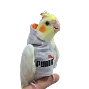 هودی گرینچیک ، عروس هلندی و پرندگان هم جثه