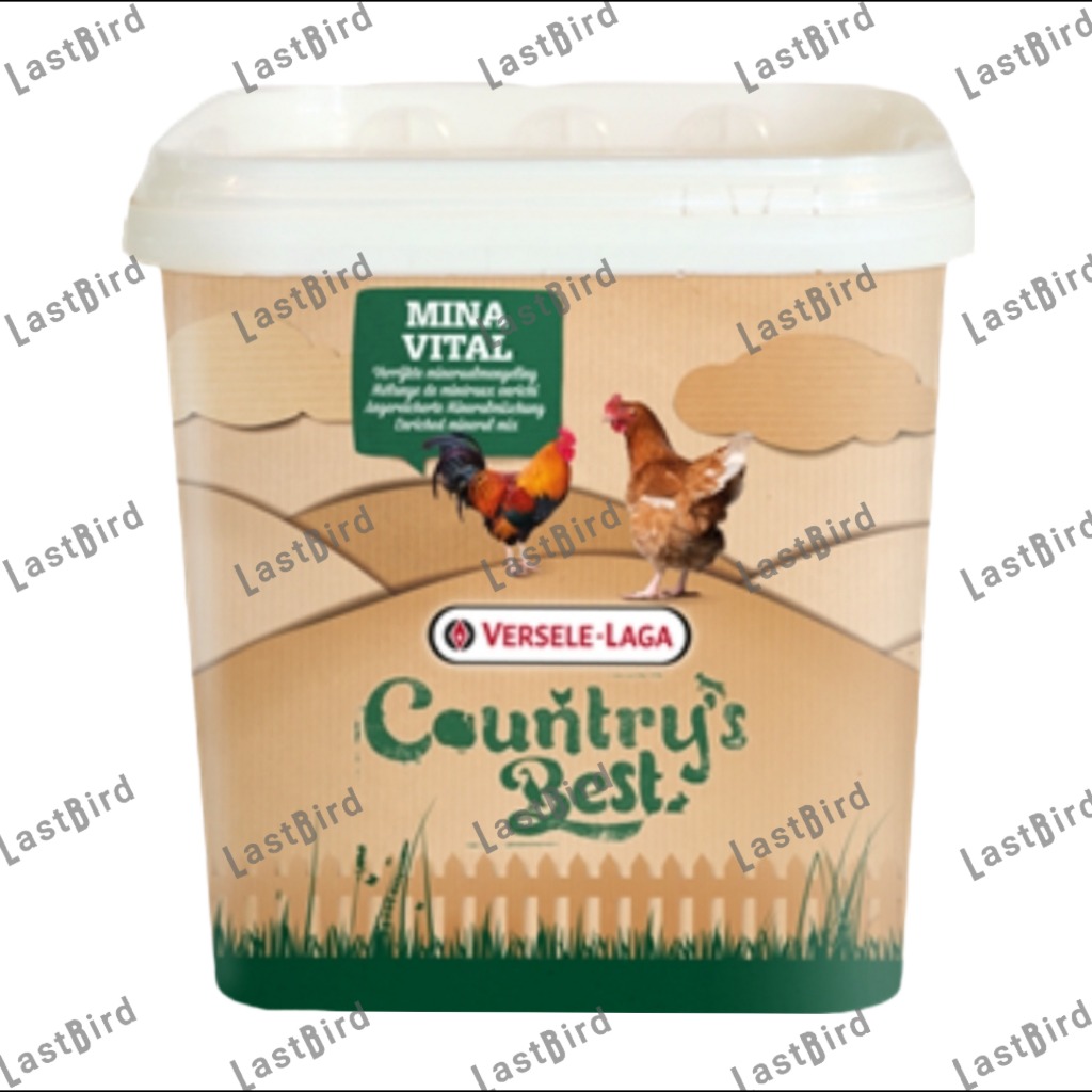 Cauntry's Best بذر شلغم ورسلاگا بلژیک (یکبار سورت شده)