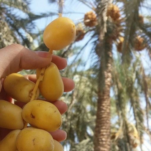 پک 5 کیلویی خارک حاج باقری بوشهر