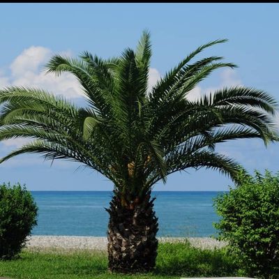 بذر فونیکس بسته 1000 عددی